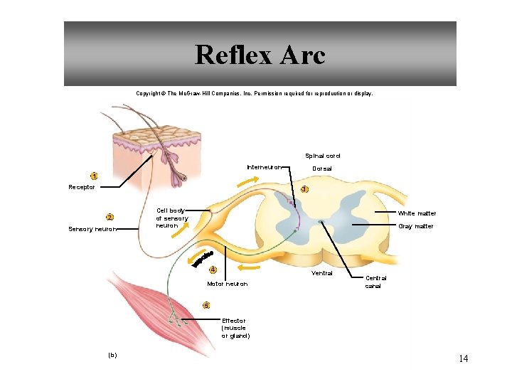Reflex Arc Copyright © The Mc. Graw-Hill Companies, Inc. Permission required for reproduction or