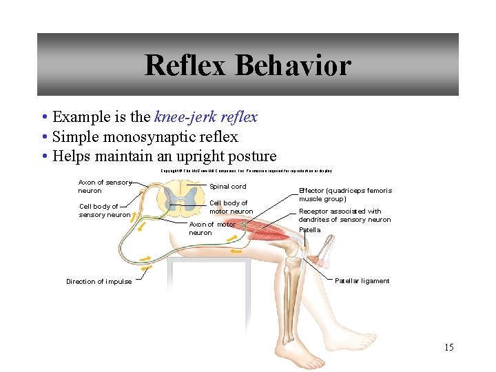 Reflex Behavior • Example is the knee-jerk reflex • Simple monosynaptic reflex • Helps