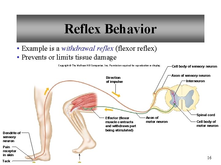 Reflex Behavior • Example is a withdrawal reflex (flexor reflex) • Prevents or limits