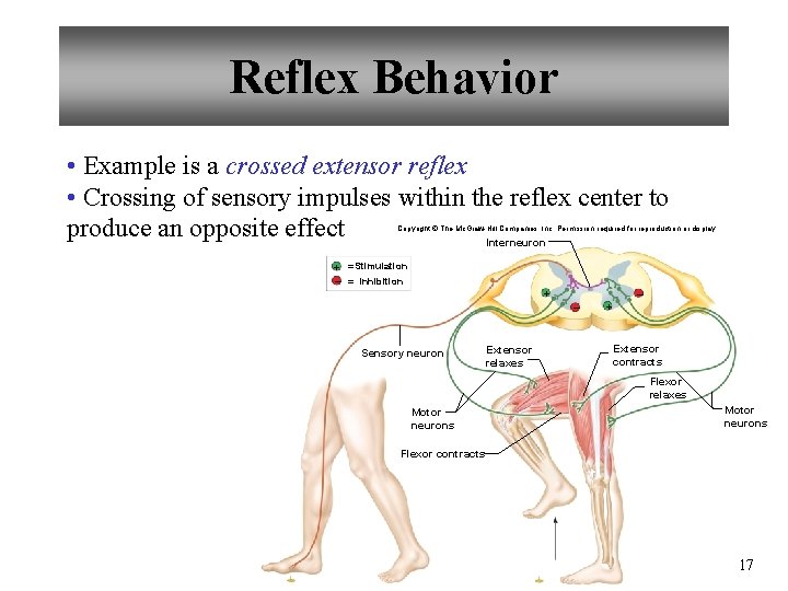 Reflex Behavior • Example is a crossed extensor reflex • Crossing of sensory impulses
