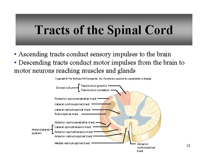 Tracts of the Spinal Cord • Ascending tracts conduct sensory impulses to the brain