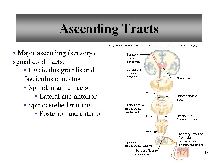 Ascending Tracts Copyright © The Mc. Graw-Hill Companies, Inc. Permission required for reproduction or