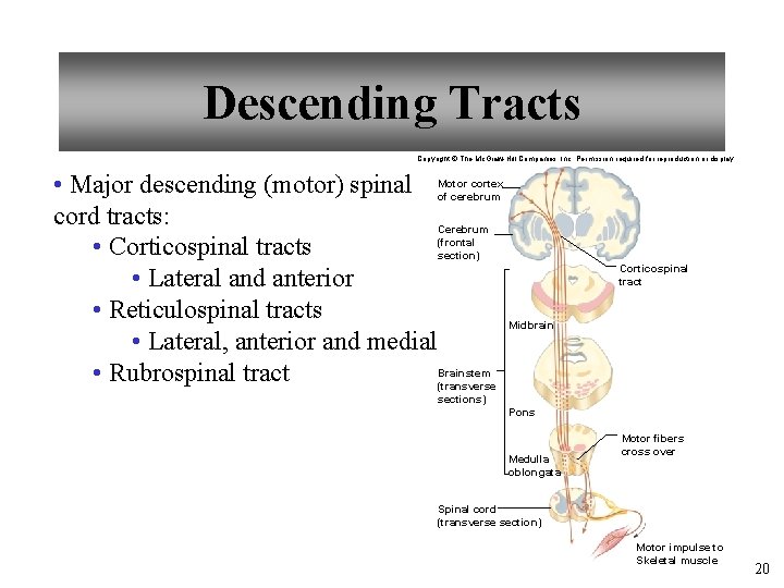 Descending Tracts Copyright © The Mc. Graw-Hill Companies, Inc. Permission required for reproduction or