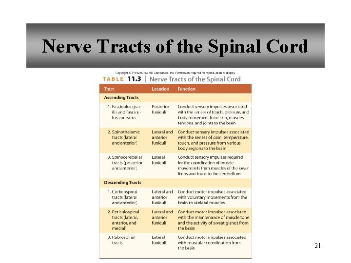 Nerve Tracts of the Spinal Cord 21 