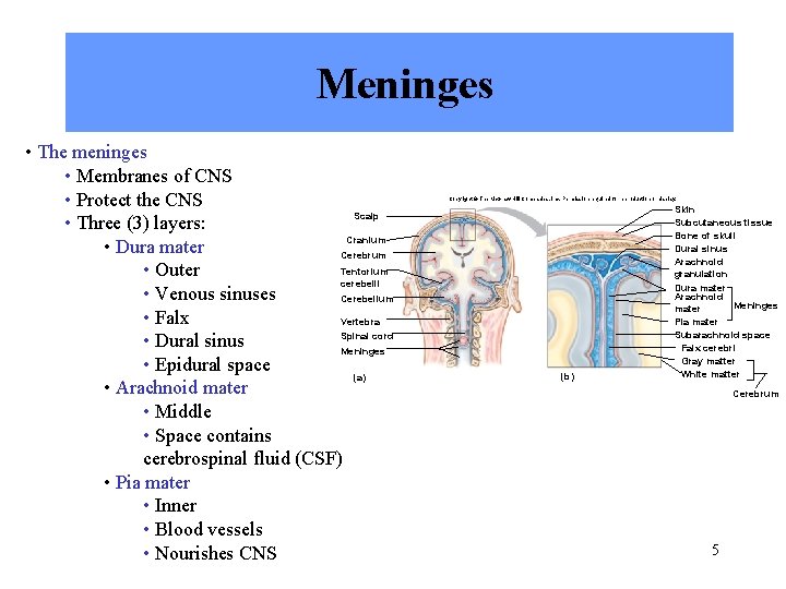 Meninges • The meninges • Membranes of CNS • Protect the CNS Scalp •