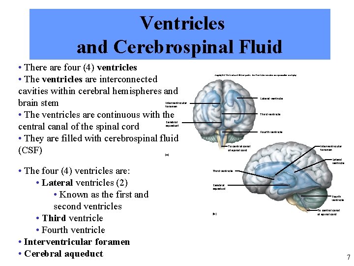 Ventricles and Cerebrospinal Fluid • There are four (4) ventricles • The ventricles are