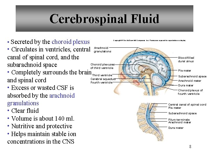 Cerebrospinal Fluid • Secreted by the choroid plexus Copyright © The Mc. Graw-Hill Companies,