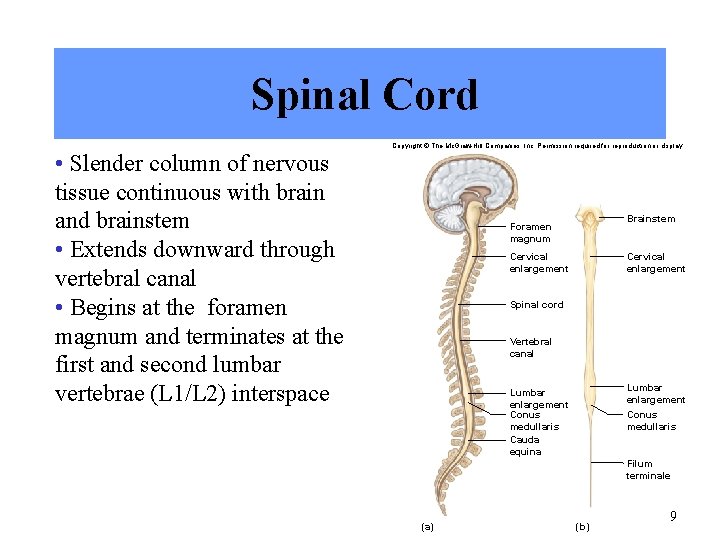 Spinal Cord • Slender column of nervous tissue continuous with brain and brainstem •