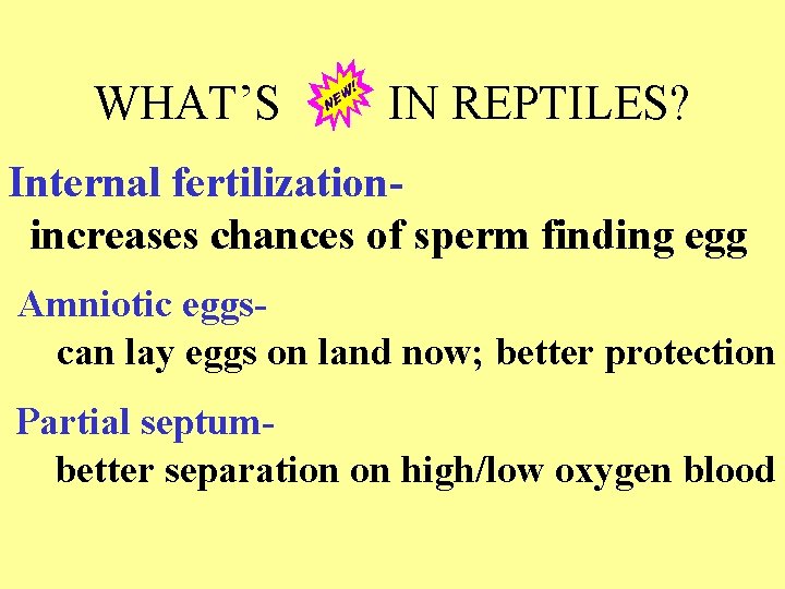 WHAT’S IN REPTILES? Internal fertilizationincreases chances of sperm finding egg Amniotic eggscan lay eggs