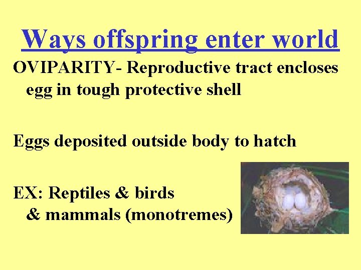 Ways offspring enter world OVIPARITY- Reproductive tract encloses egg in tough protective shell Eggs