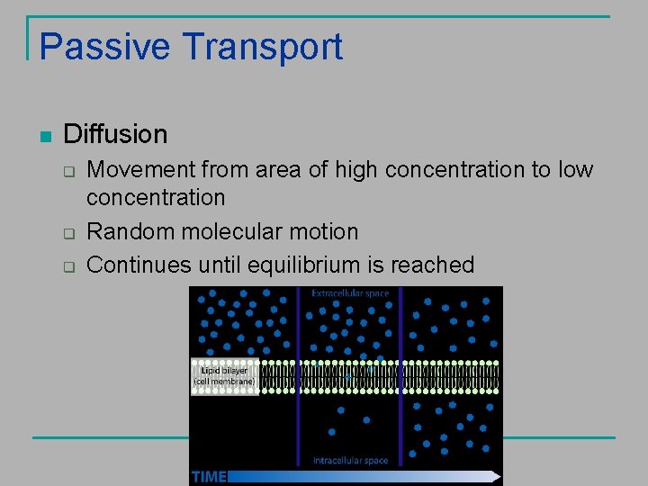 Passive Transport n Diffusion q q q Movement from area of high concentration to