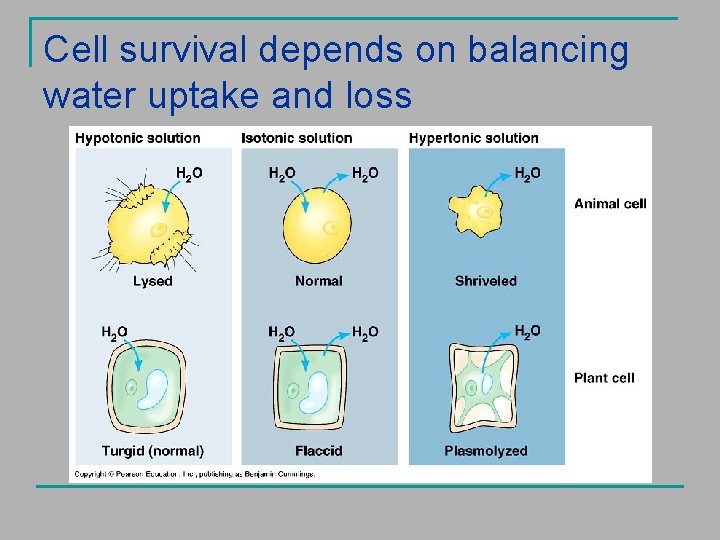 Cell survival depends on balancing water uptake and loss 