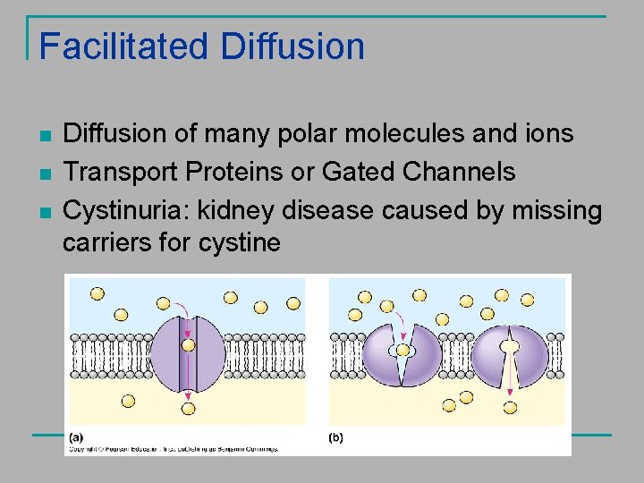 Facilitated Diffusion n Diffusion of many polar molecules and ions Transport Proteins or Gated