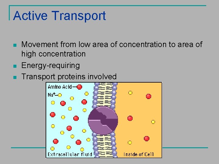Active Transport n n n Movement from low area of concentration to area of