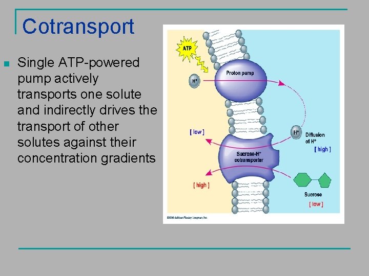 Cotransport n Single ATP-powered pump actively transports one solute and indirectly drives the transport