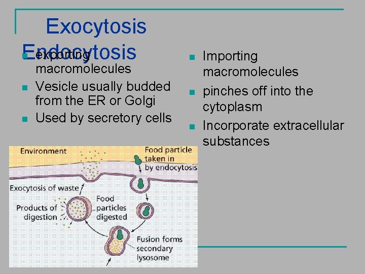 Exocytosis n exporting Endocytosis n n macromolecules Vesicle usually budded from the ER or