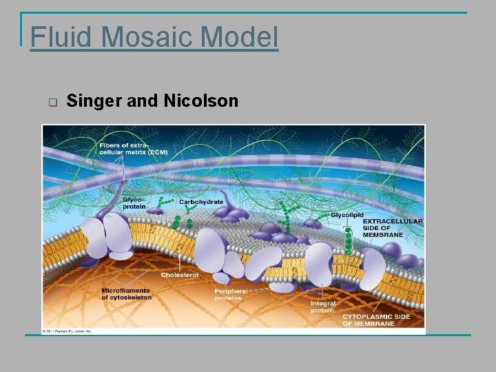 Fluid Mosaic Model q Singer and Nicolson 
