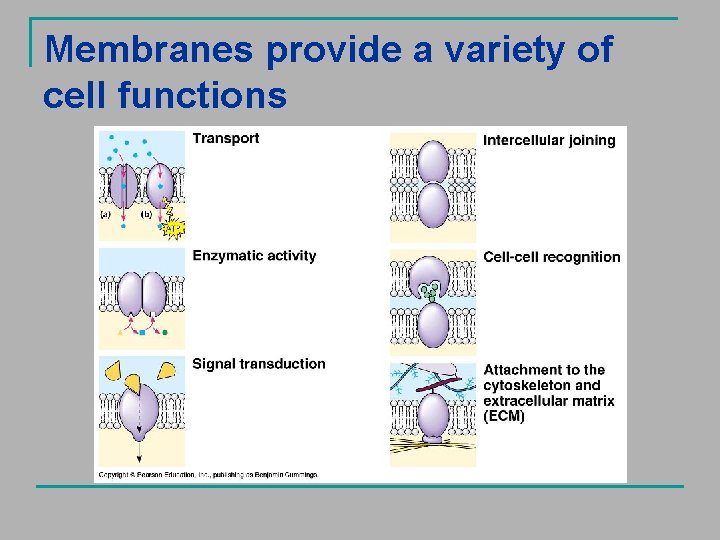 Membranes provide a variety of cell functions 