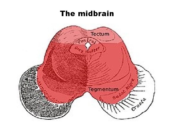 The midbrain 