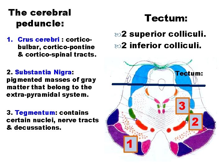 The cerebral peduncle: 1. Crus cerebri : corticobulbar, cortico-pontine & cortico-spinal tracts. Tectum: 2