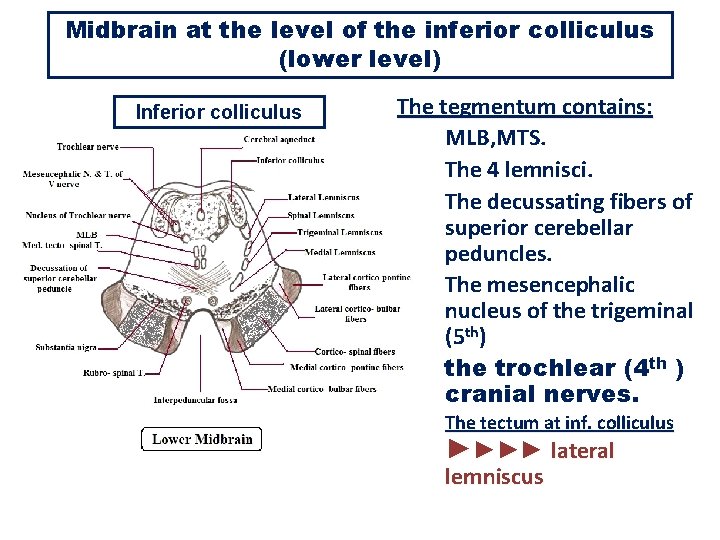 Midbrain at the level of the inferior colliculus (lower level) Inferior colliculus The tegmentum