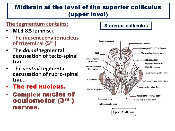 Midbrain at the level of the superior colliculus (upper level) The tegmentum contains: •