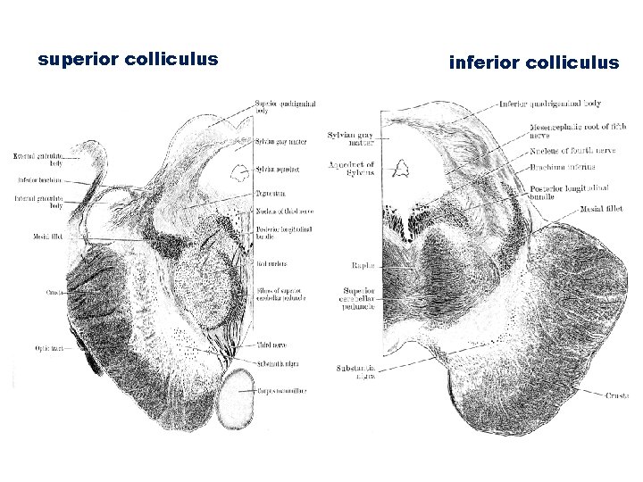 superior colliculus inferior colliculus 