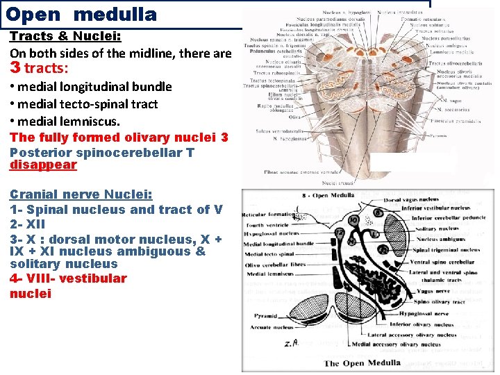 Open medulla Tracts & Nuclei: On both sides of the midline, there are 3