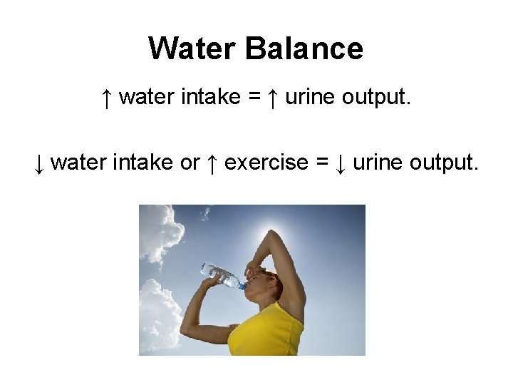 Water Balance ↑ water intake = ↑ urine output. ↓ water intake or ↑