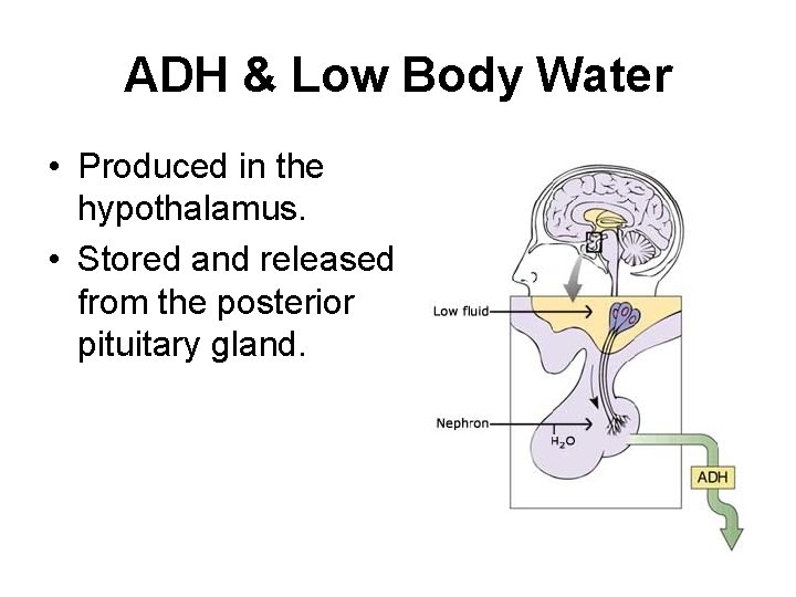 ADH & Low Body Water • Produced in the hypothalamus. • Stored and released