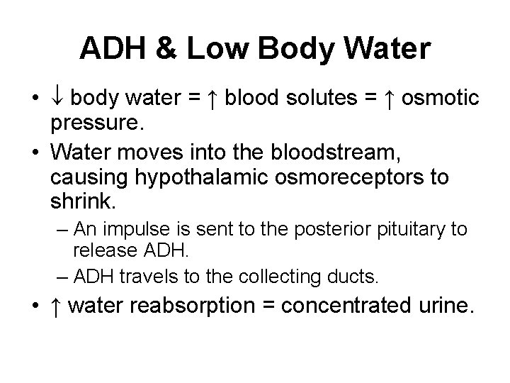 ADH & Low Body Water • body water = ↑ blood solutes = ↑