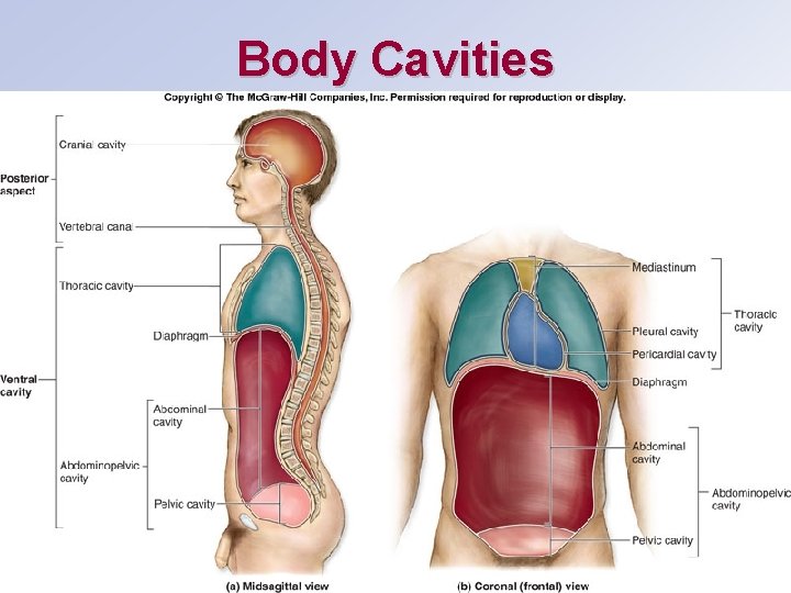 Body Cavities 