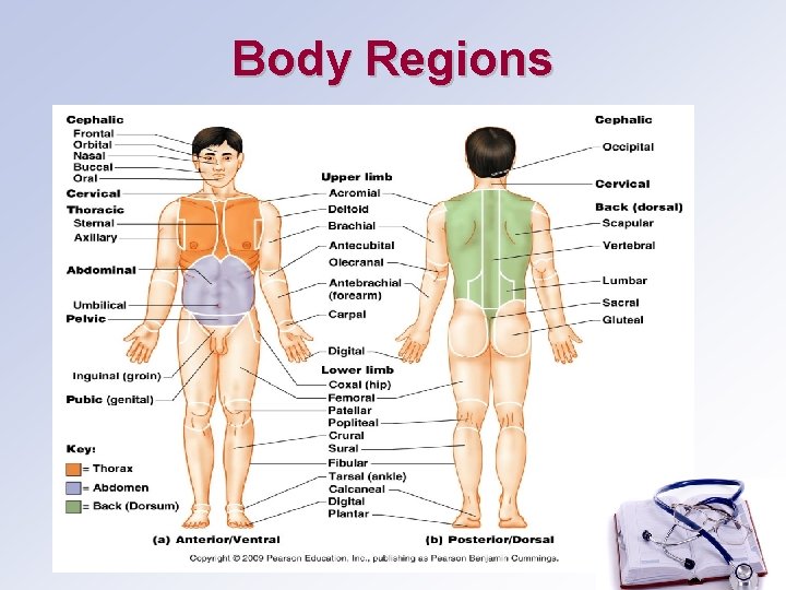 Body Regions 