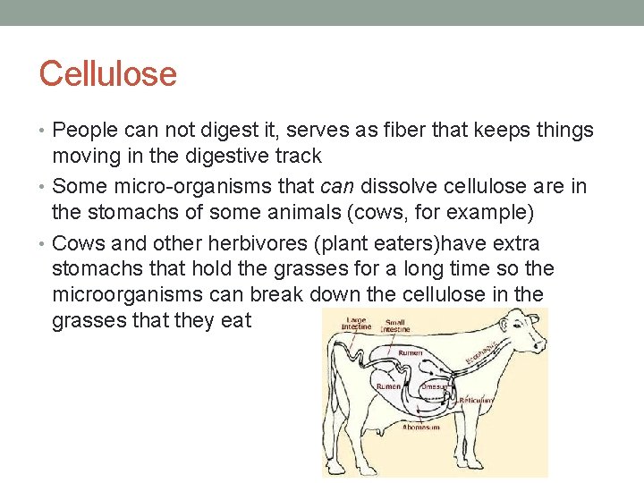 Cellulose • People can not digest it, serves as fiber that keeps things moving Cellulose • People can not digest it, serves as fiber that keeps things moving
