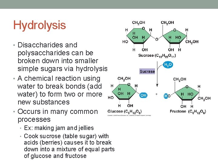 Hydrolysis • Disaccharides and polysaccharides can be broken down into smaller simple sugars via Hydrolysis • Disaccharides and polysaccharides can be broken down into smaller simple sugars via