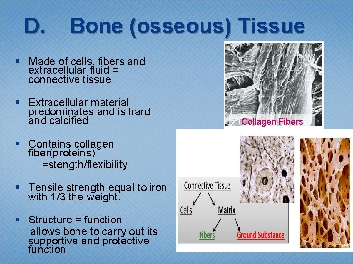 D. Bone (osseous) Tissue § Made of cells, fibers and extracellular fluid = connective