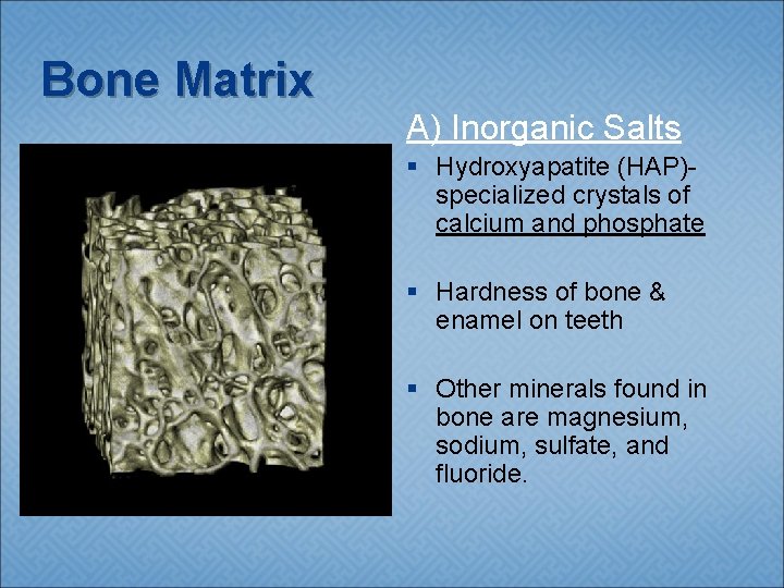 Bone Matrix A) Inorganic Salts § Hydroxyapatite (HAP)specialized crystals of calcium and phosphate §