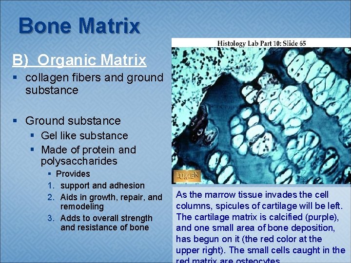 Bone Matrix B) Organic Matrix § collagen fibers and ground substance § Gel like