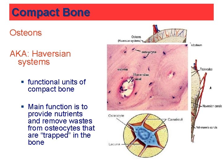 Compact Bone Osteons AKA: Haversian systems § functional units of compact bone § Main