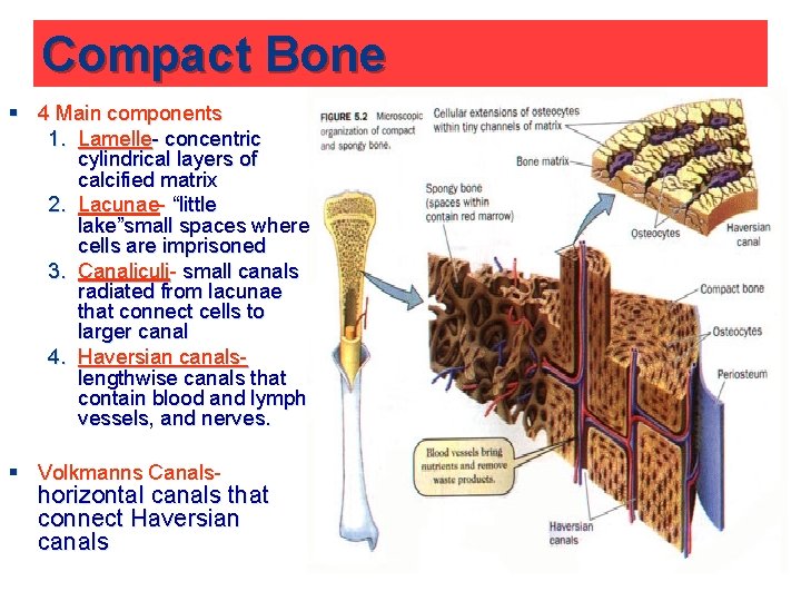 Compact Bone § 4 Main components 1. Lamelle- concentric cylindrical layers of calcified matrix