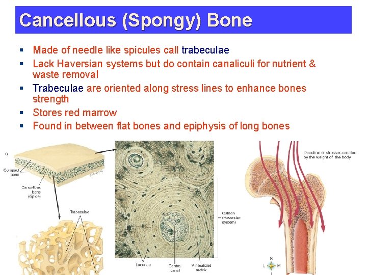 Cancellous (Spongy) Bone § Made of needle like spicules call trabeculae § Lack Haversian