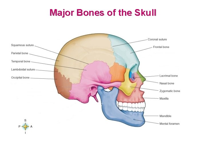 Major Bones of the Skull 