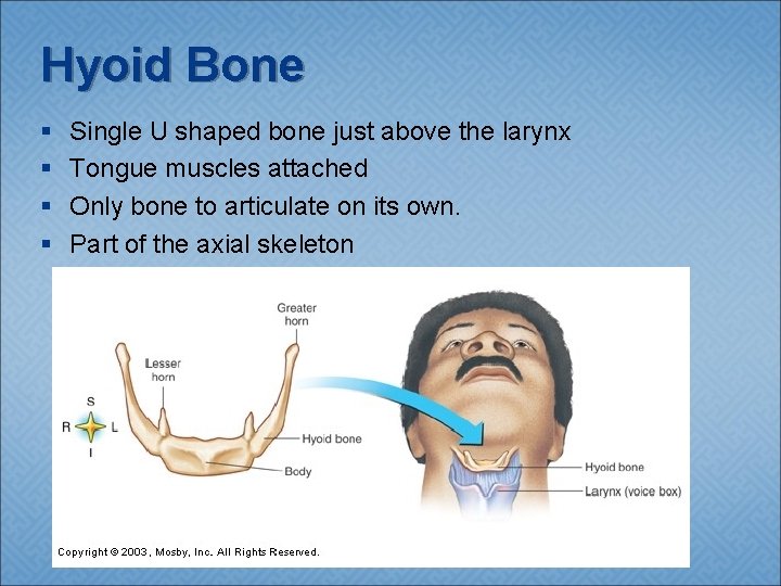 Hyoid Bone § § Single U shaped bone just above the larynx Tongue muscles