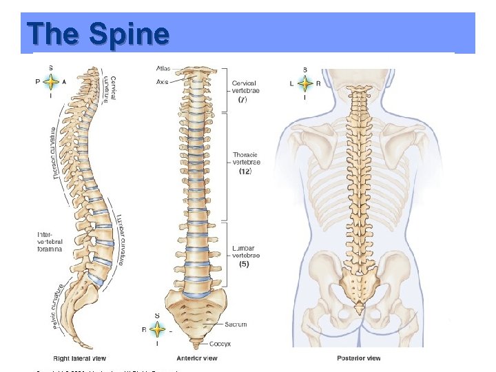 The Spine 