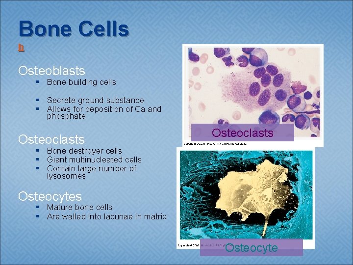 Bone Cells h Osteoblasts § Bone building cells § Secrete ground substance § Allows