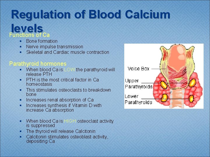 Regulation of Blood Calcium levels Functions of Ca § Bone formation § Nerve impulse