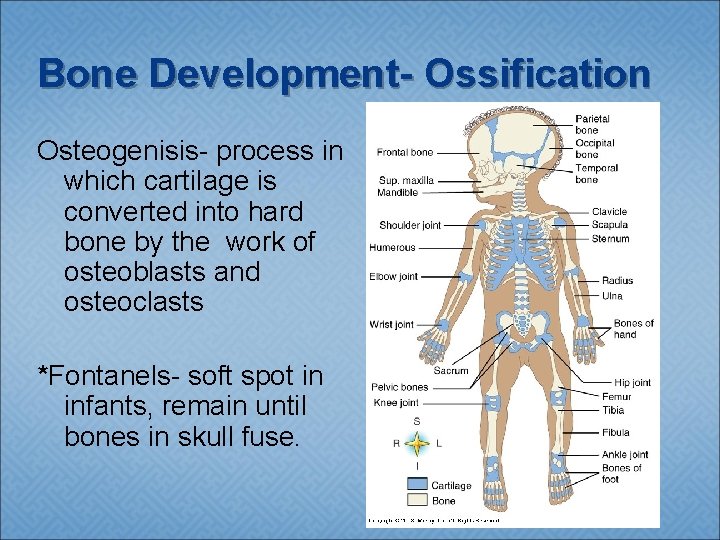 Bone Development- Ossification Osteogenisis- process in which cartilage is converted into hard bone by