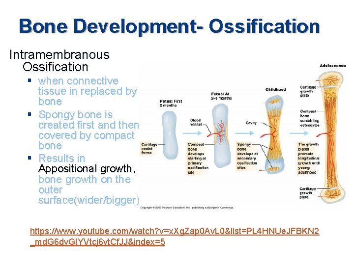 Bone Development- Ossification Intramembranous Ossification § when connective tissue in replaced by bone §