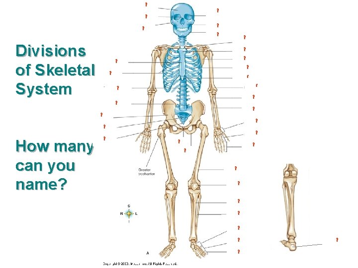 ? ? Divisions of Skeletal System ? ? ? ? ? ? How many