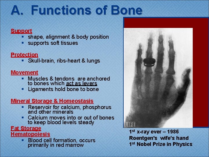 A. Functions of Bone Support § shape, alignment & body position § supports soft